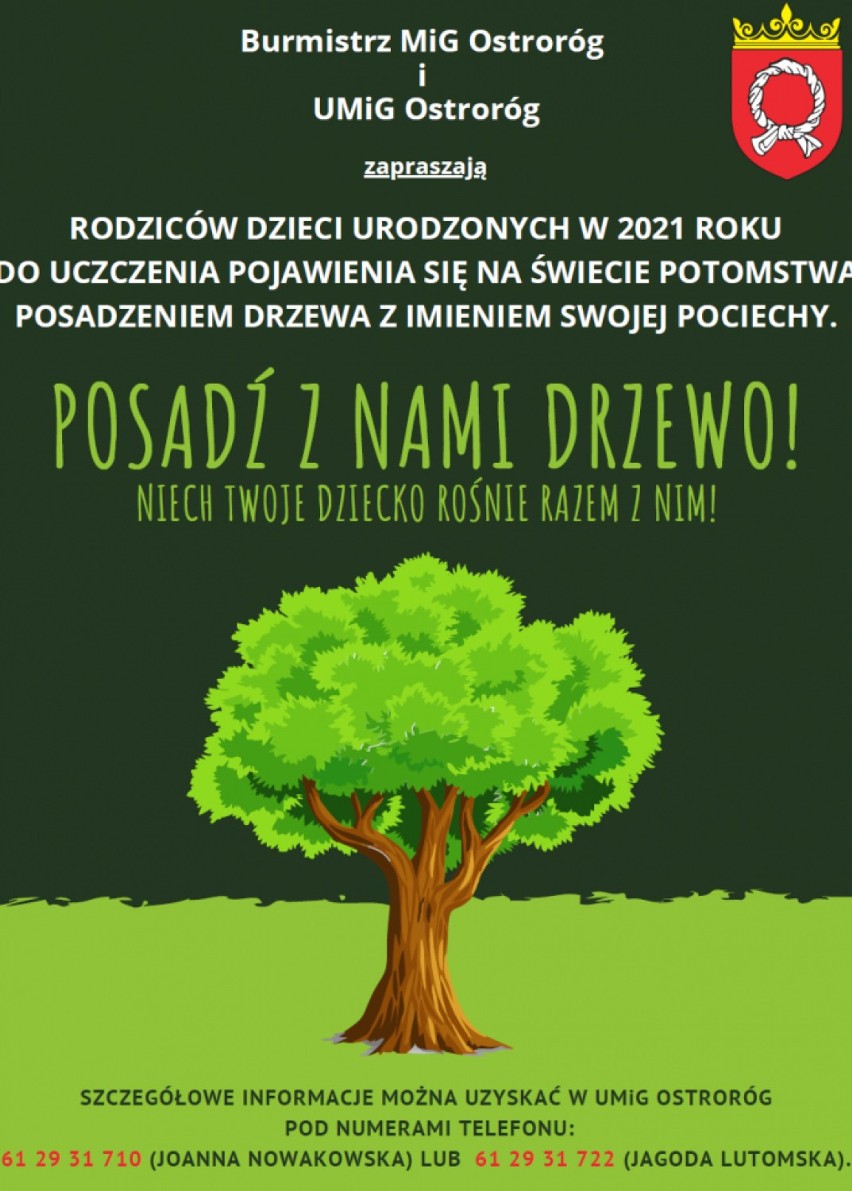 Ostroróg. Drzewka maluchów zostaną zasadzone na Morminie