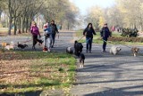 Park Śląski pełen spacerowiczów. Ludzie korzystają z uroków jesieni. Zobaczcie ZDJĘCIA