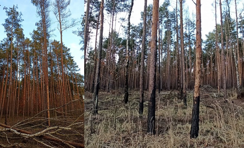 Spalony las w Swolszewicach 2021