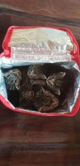 Ktoś wyrzucił kociaki w torbie termicznej! Nie mają nawet miesiąca! 