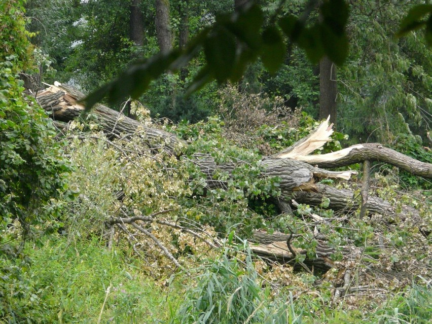 Burza w Pabianicach. Część parków została otwarta. W innych nadal trwa usuwanie powalonych drzew ZDJĘCIA