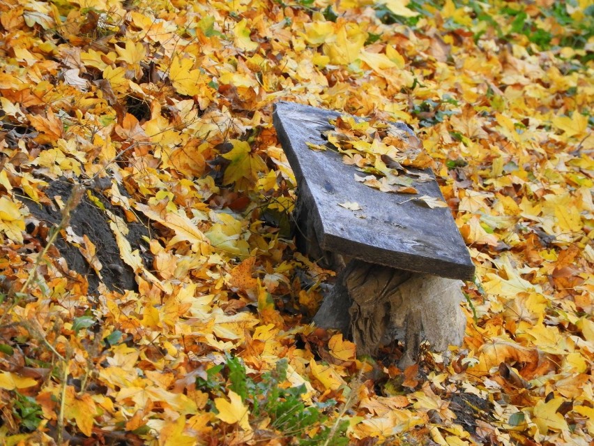 Grabonóg. Przepiękny zabytkowy park w jesiennej odsłonie [ZDJĘCIA] 