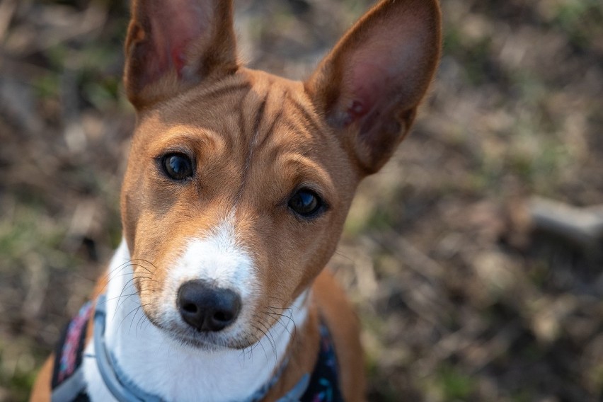 O basenji mówi się, że to jedyna rasa psa, która nie...