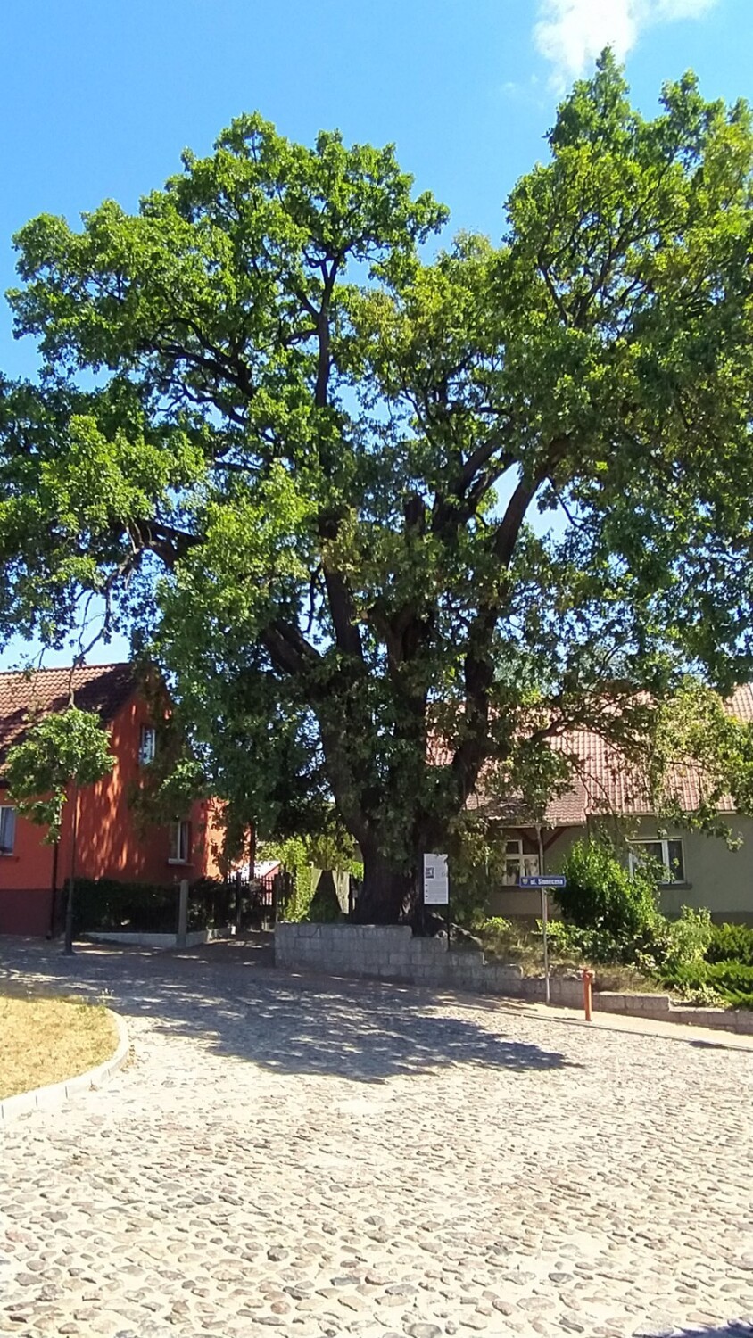 Osieczna