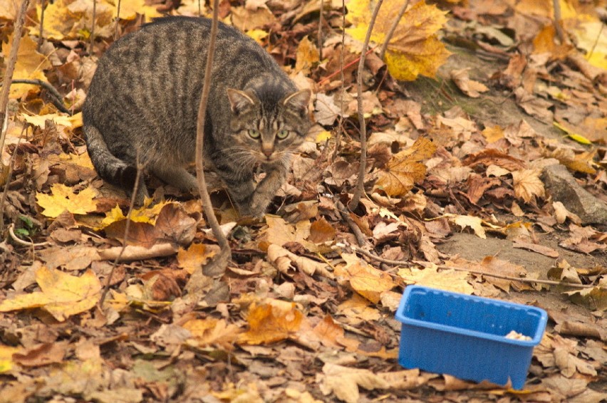 Park Nadnyski: populacja dzikich kotów żyje na pograniczu