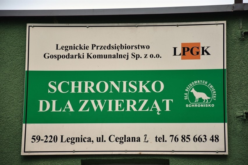 Te psy czekają na adopcję w legnickim schronisku [ZDJĘCIA]