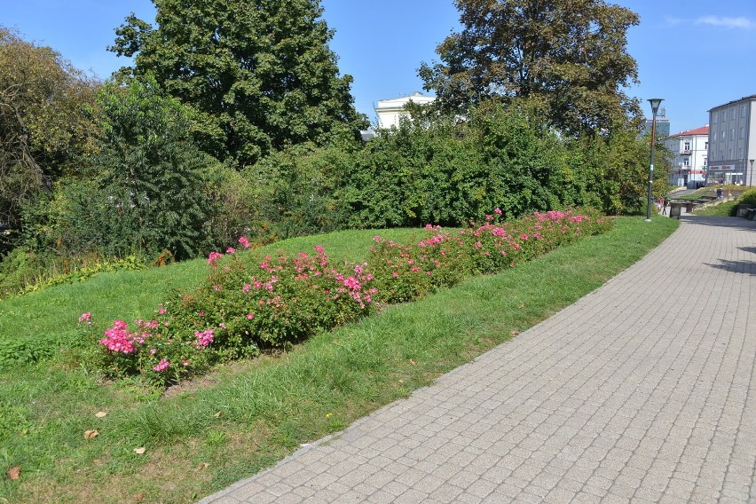 Za urządzenie w Kielcach rabaty z ponad tysiącem roślin zapłacił przedsiębiorca 