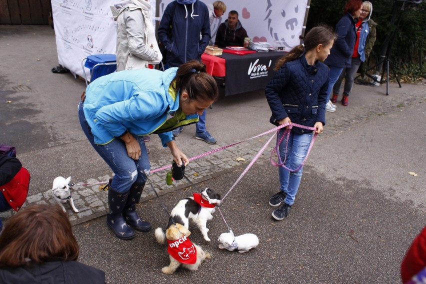 Spacer Adopciaków 2018. Psy ze schroniska przeszły przez...