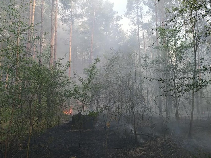 Pożar 100 hektarów lasów w powiecie grójeckim gasili strażacy z Łódzkiego. Trwa dogaszanie pogorzeliska w Żdżarach[ZDJĘCIA]