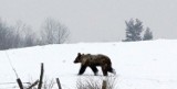 Niedźwiedź zauważony w Beskidach! Mogły go obudzić petardy