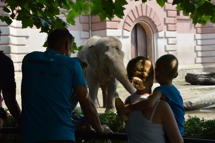 Słonie z zoo uwielbiają lody owocowe (FILM I ZDJĘCIA)