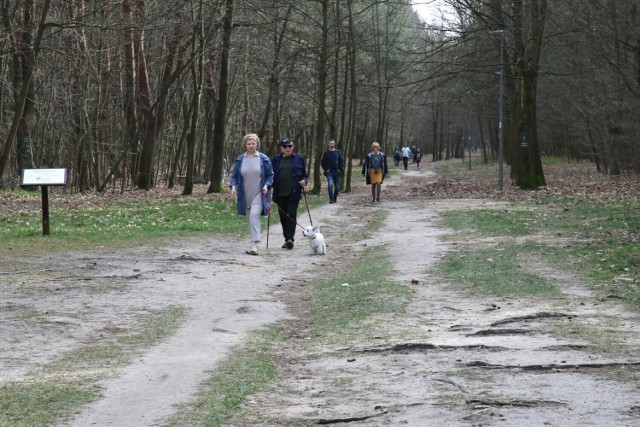 Mieszkańcy korzystali z pięknej pogody i spacerowali po lesie na kieleckim Stadionie.