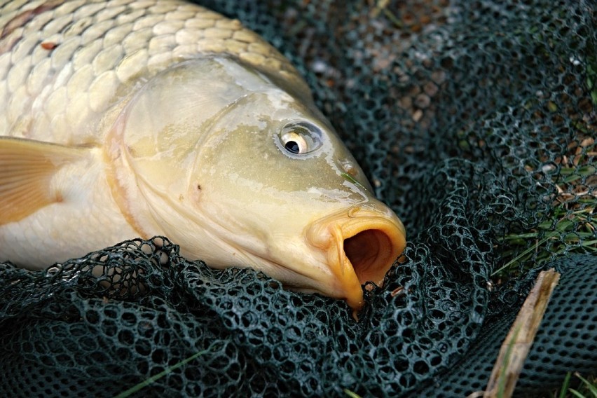 Karp świeży cały niepatroszony, za 1 kg - wzrost o 7,6 proc....