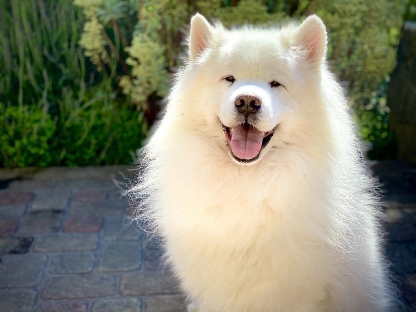 Samojed to pies, który potrzebuje bliskości. Rasa ta...