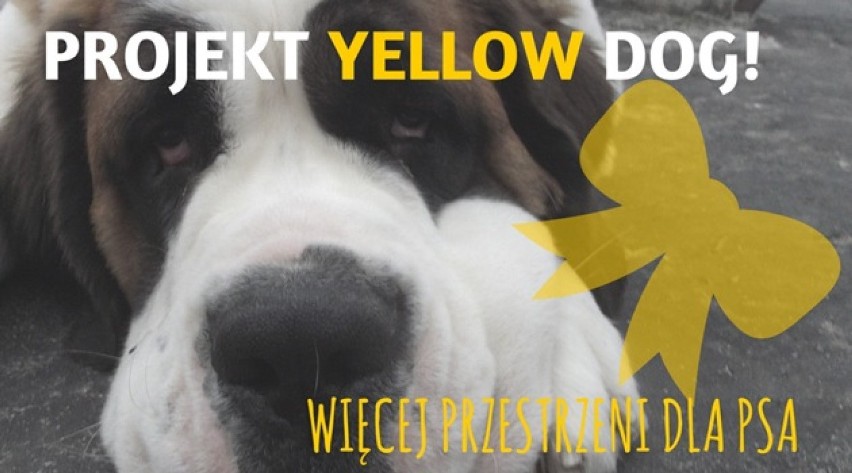 Żółta kokardka dla psa