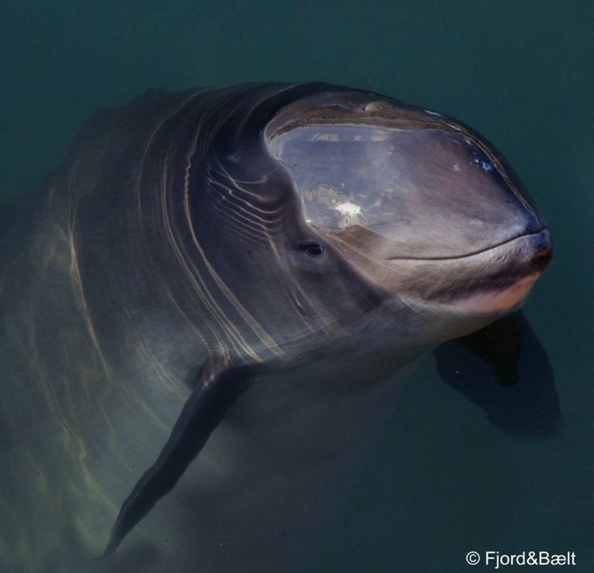 Godzina dla Morświna: Krewniak delfina z Bałtyku zawita do Zielonej Góry i Gorzowa Wlkp. 