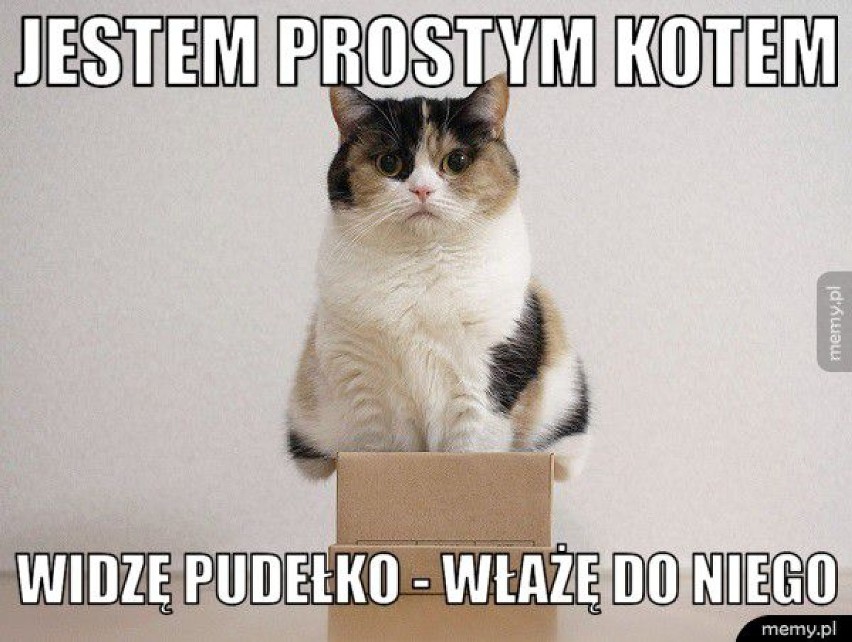 Memy z kotami. Dlaczego czworonogi stały się hitem...