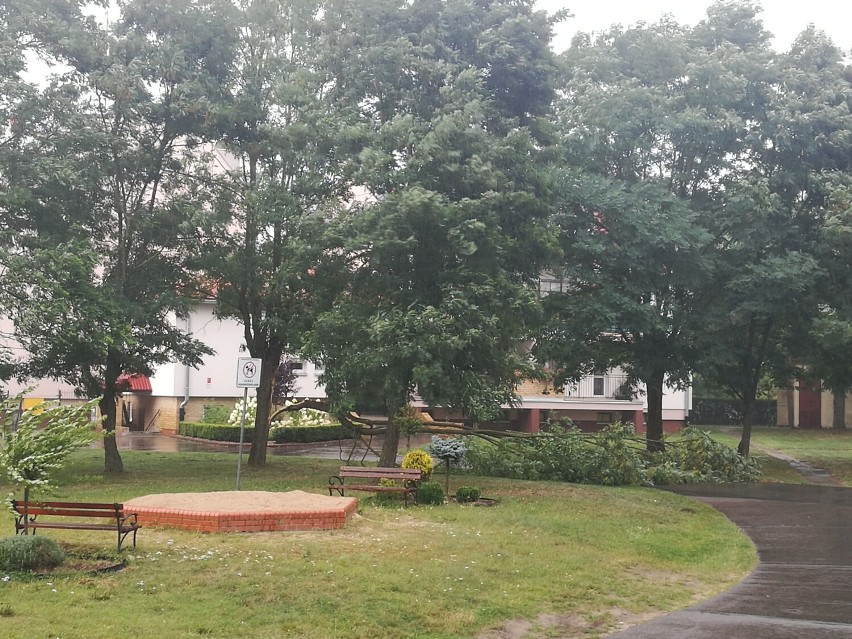 Połamane drzewo na osiedlu Kołobrzeska w Szczecinku
