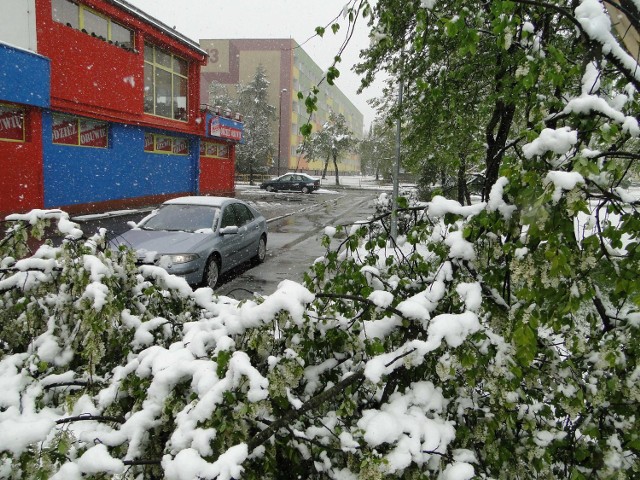 Gałęzie i drzewa połamały się w wielu miejscach miasta m.in. na Zabobrzu przy ul. Karłowicza