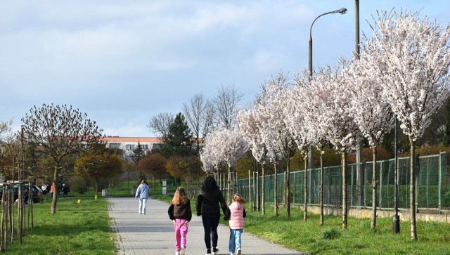 Taki wiosenny spacer wśród kwitnących  drzew i krzewów to prawdziwa przyjemność. fot.