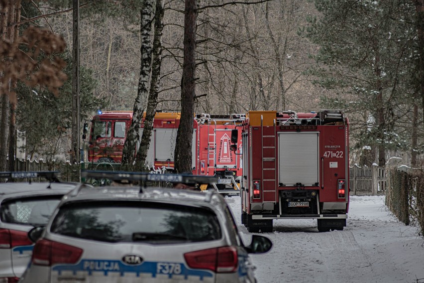 Strażacy i policjanci łapali byka, który uciekł właścicielowi w gminie Poświętne [ZDJĘCIA]