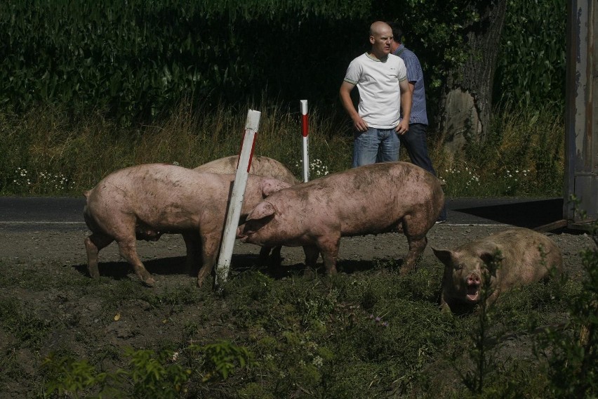 Wypadek ciężarówki ze świniami na trasie Legnica - Złotoryja (ZDJĘCIA)