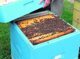 Są zarzuty w sprawie zatrucia pszczół w Śmiglu