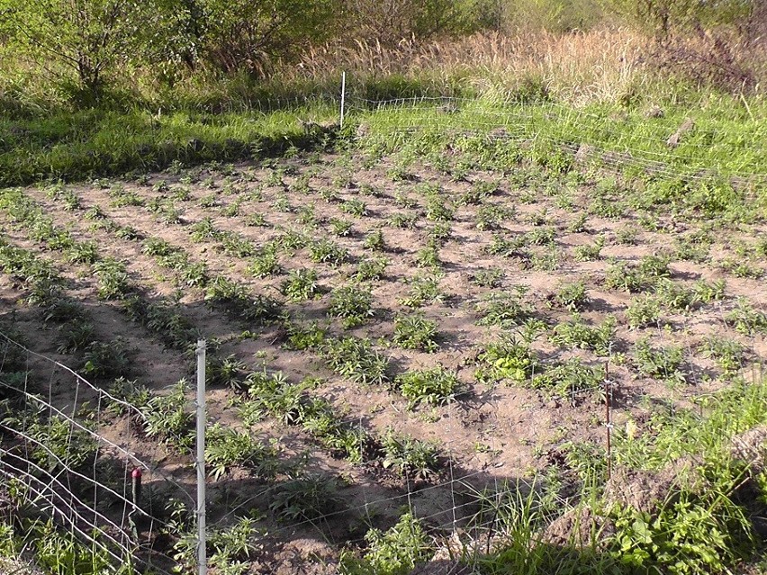 Policja zlikwidowała plantację konopii indyjskich [ZDJĘCIA]