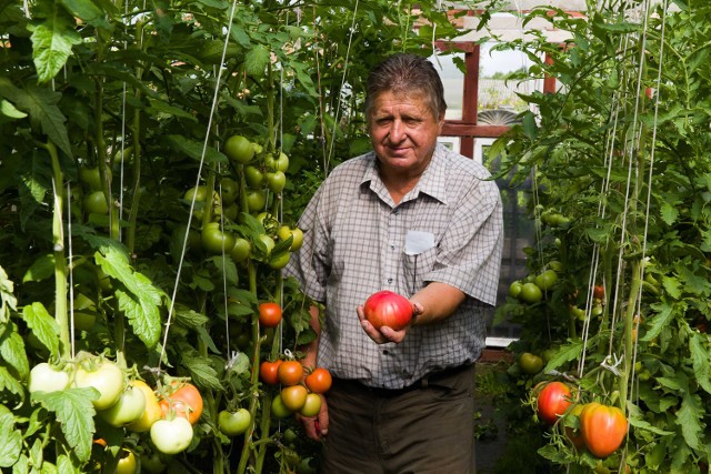 Biuro Pracy OHP czeka na chętnych do rwania pomidorów.