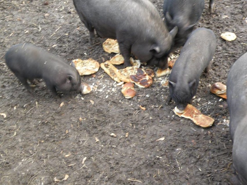 Mini ZOO w Łabuńkach: zwierzaki czekają na adopcje a stajenki i wybiegi na odświeżenie. Możesz POMÓC