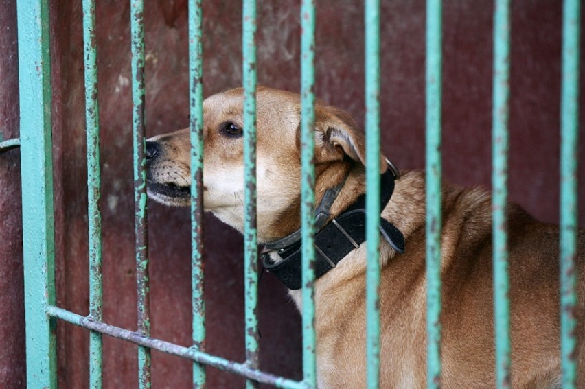 Te psy czekają na adopcję w legnickim schronisku [LEGNICA]