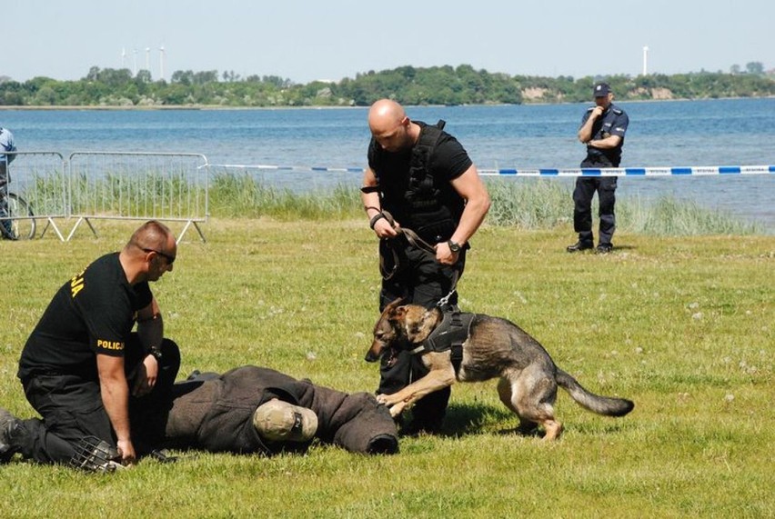 Światowy Dzień Psa to także święto policyjnych psów służbowych - 1 lipca 2020