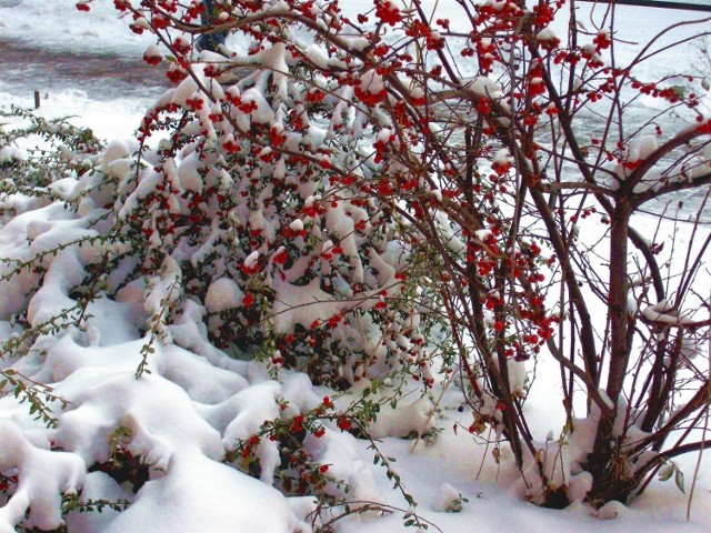 Sypnęło śniegiem... Fot. Marta Jenner