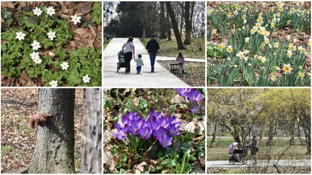 Takie wiosenne obrazki można zobaczyć w Tarnowie