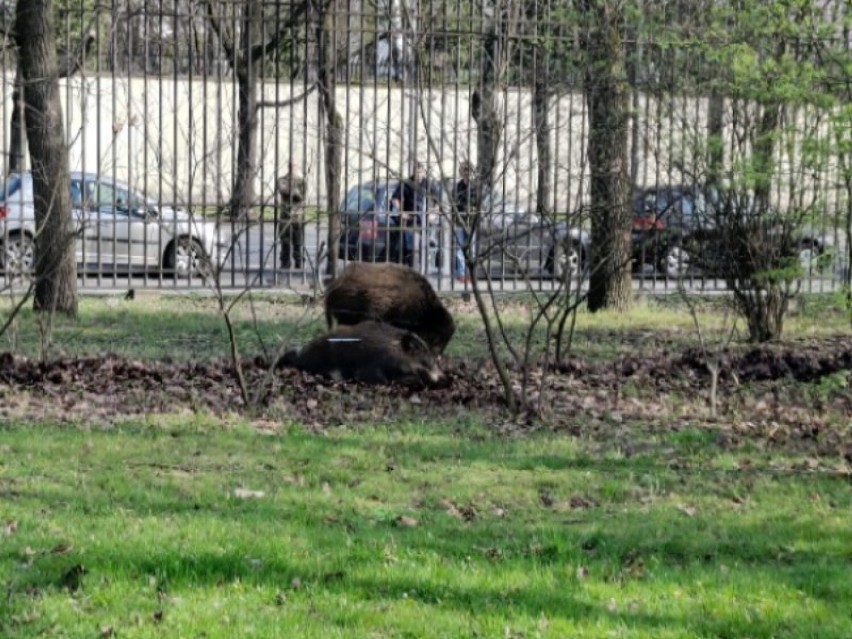Dziki w Ogrodzie Krasińskich w centrum Warszawy.