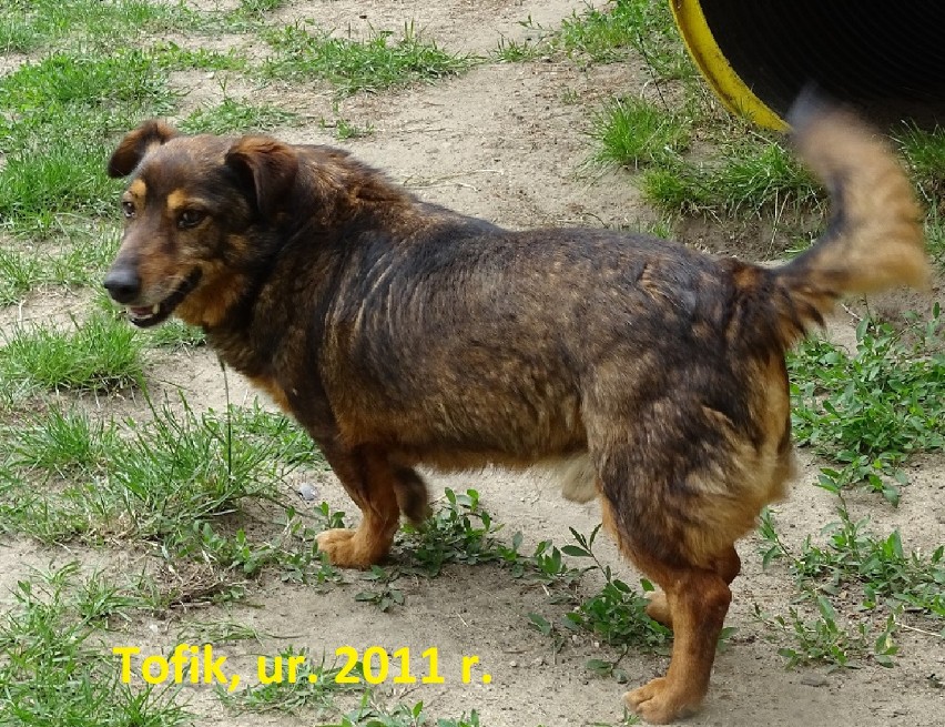 Psy - seniorzy ze schroniska dla zwierząt w Radomsku. One zbyt długo czekają na adopcję! [ZDJĘCIA]