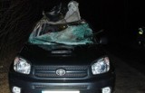 Potrącony na drodze jeleń wbił się w przednią szybę auta. Zginęła pasażerka [zdjęcia]