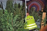 Człuchów. Plantacja marihuany we wsi pod Człuchowem - policja zatrzymała "plantatora"