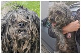 Limanowa. TOZ w Krynicy odebrało bardzo zaniedbanego psa. Żył bez dachu nad głową, porośnięty i brudny z guzem na brzuchu [ZDJĘCIA]
