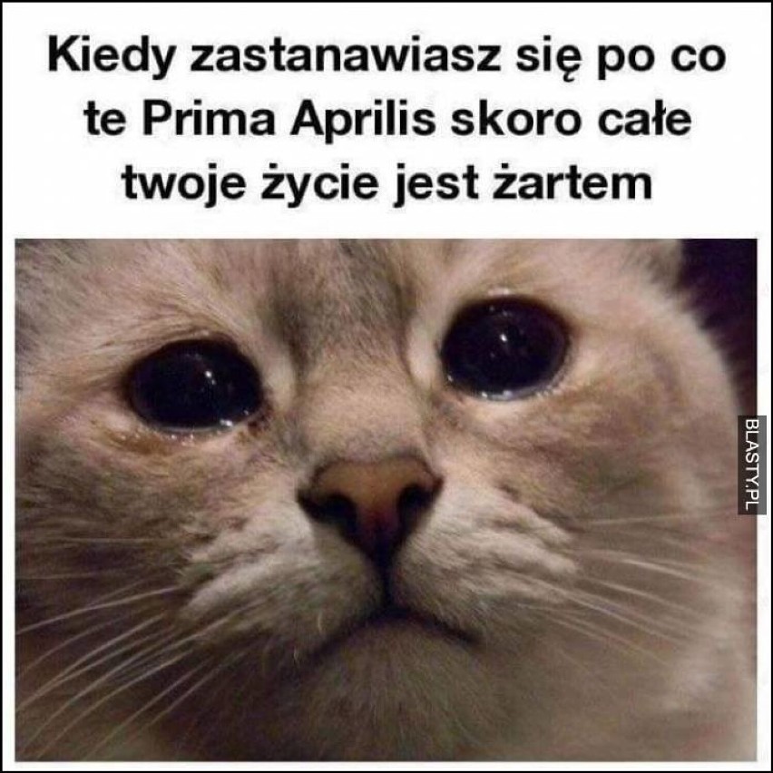 Zobacz najśmieszniejsze MEMY na prima aprilis! Czy 1. kwietnia ktoś jeszcze się nabiera? Zobaczcie sami!