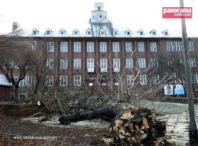 Na szczęście kasztanowiec runął na pusty, ogrodzony plac, a nie na chodnik i ulicę, przy których rósł od lat 20. ubiegłego wieku