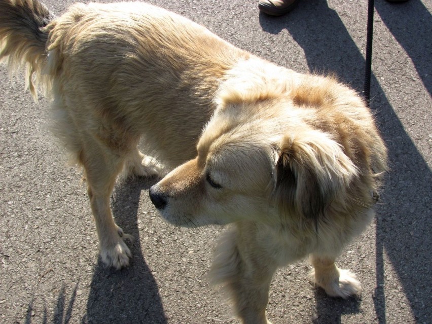 Pies rasy golden retriever