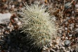 Ogród Botaniczny zaprasza na wystawę kaktusów