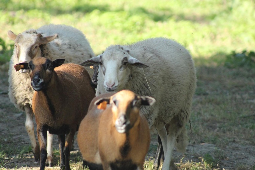 GRH Żydowo ma jedyne takie stado owiec w Polsce. Rasa berrichon du cher jest wyjątkowa!