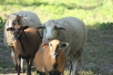 GRH Żydowo ma jedyne takie stado owiec w Polsce. Rasa berrichon du cher jest wyjątkowa!