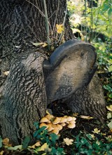 Kirkut w Cieszynie. Zobacz unikalne macewy ze starego cmentarza żydowskiego przy Hażlaskiej