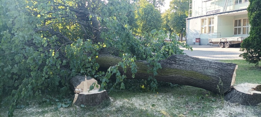 Wycięto kilkanaście drzew, w tym dużą lipę rosnącą niedaleko...