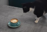Rybnik: nowa kocia kawiarnia w mieście - Cat House. Wypij kawę w sympatycznym kocim towarzystwie. ZDJĘCIA!