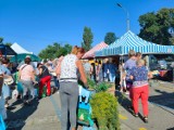 Co kupisz na targowisku w Pyskowicach? W każdą środę zjeżdżają się tam tłumy! ZDJĘCIA. Na straganie w dzień targowy... 