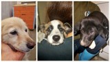 Te piękne psiaki czekają na nowy dom! Zobacz psy do adopcji z lubelskiego schroniska
